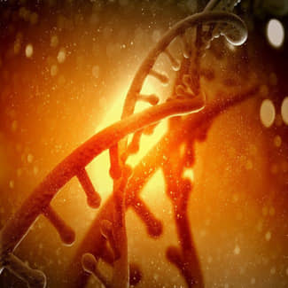 DNA beschermt zich tegen stress in lusjes 